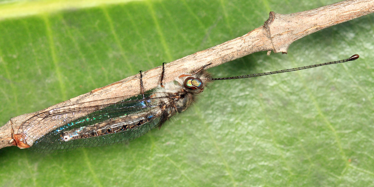 Owlfly - Ascalaphidae - Ululodes sp.