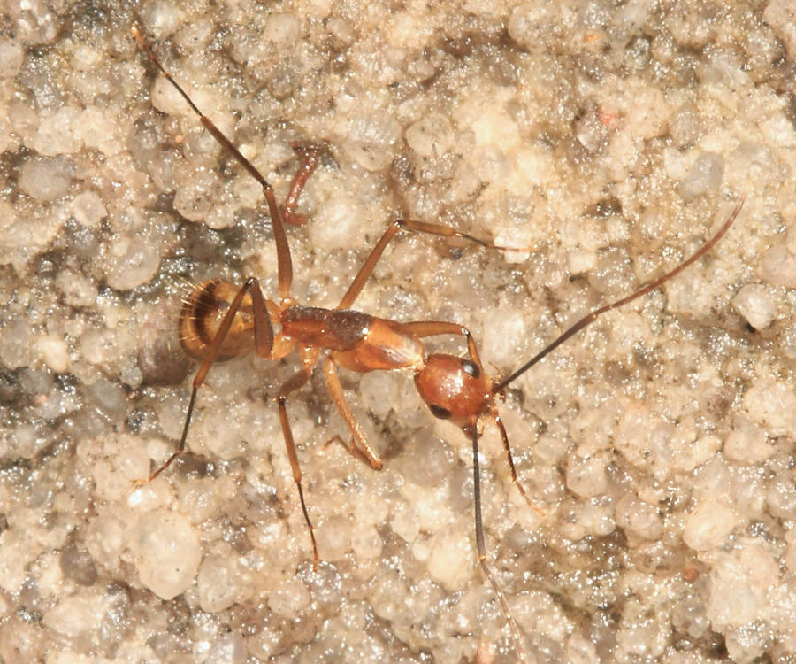 Camponotus substitutus and/or C. zonatus