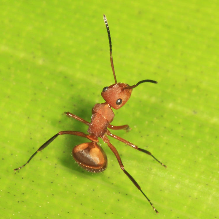 Camponotus rectangularis