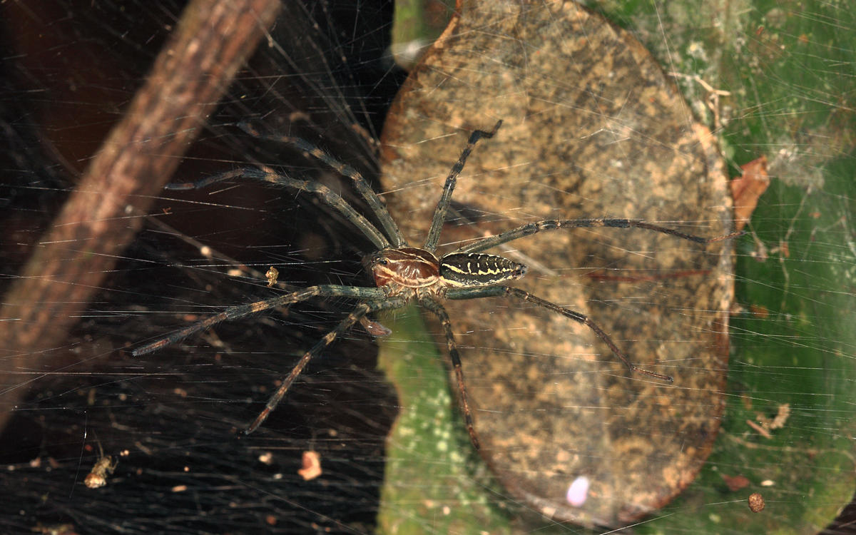 Aglaoctenus castaneus (Lycosidae: Sosippinae)