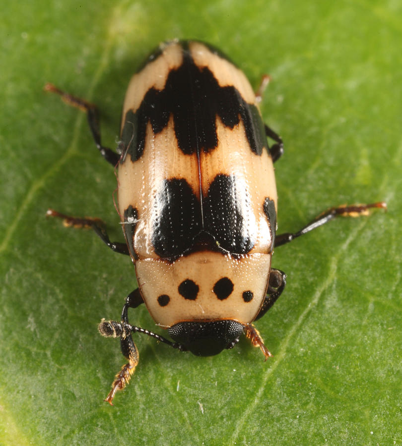 Four-Spotted Fungus Beetle - Ischyrus quadripunctatus