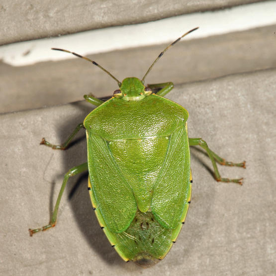 Green Stink Bug - Chinavia hilaris