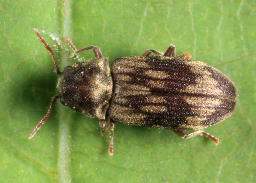 Hadrobregmus notatus