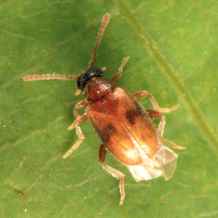 Syzeton subfasciatus