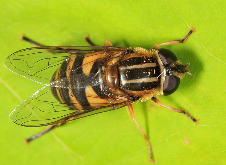 Helophilus fasciatus