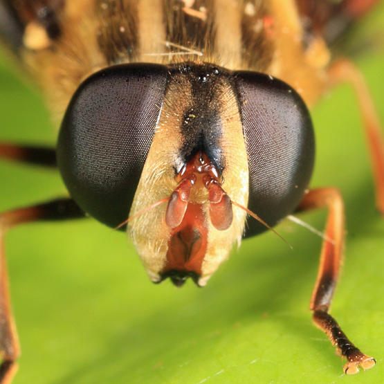 Helophilus fasciatus