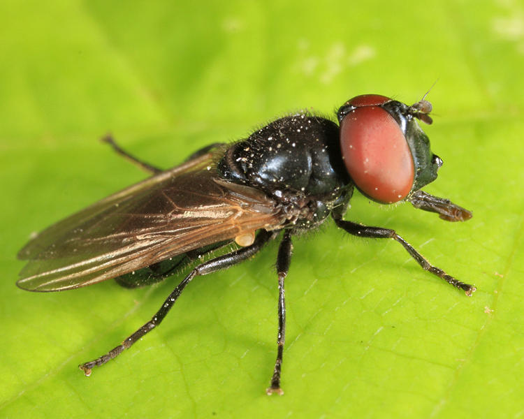 Chrysosyrphus versipellis (male)