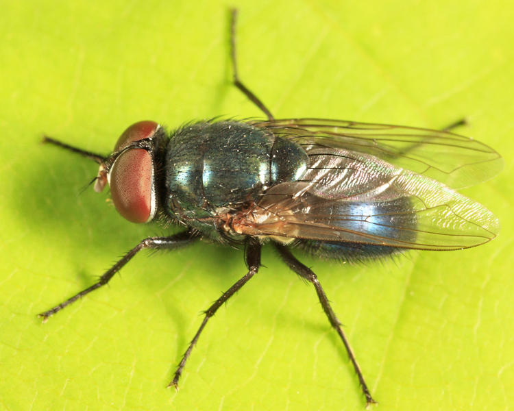 Phormia regina