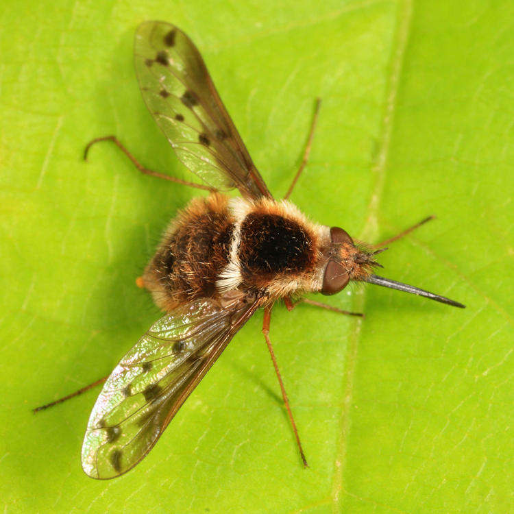 Pygmy Bee Fly - Bombylius pygmaeus