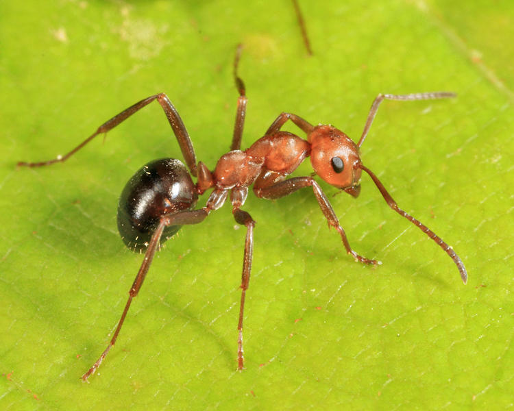 Formica sp. (Possibly integra)