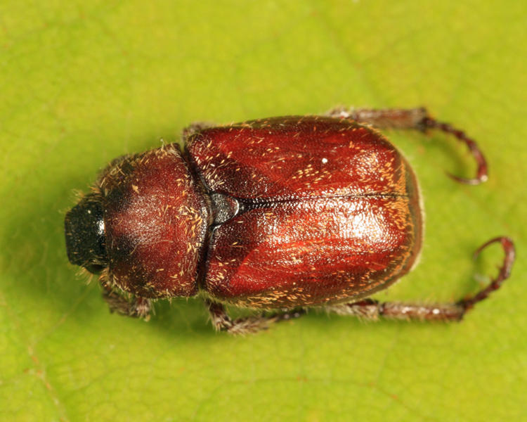 Hoplia trivialis (female)