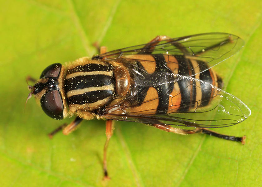 Helophilus fasciatus