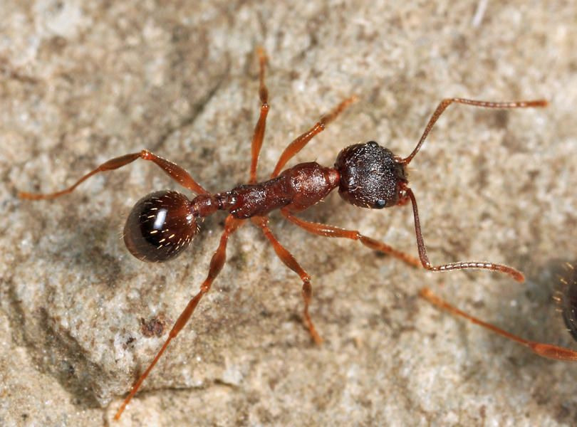 Aphaenogaster rudis