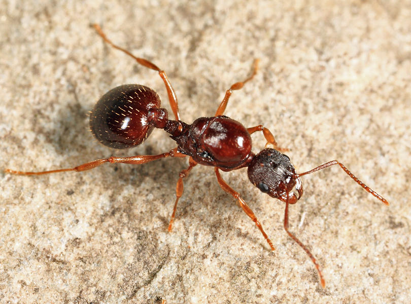 Aphaenogaster rudis (queen)