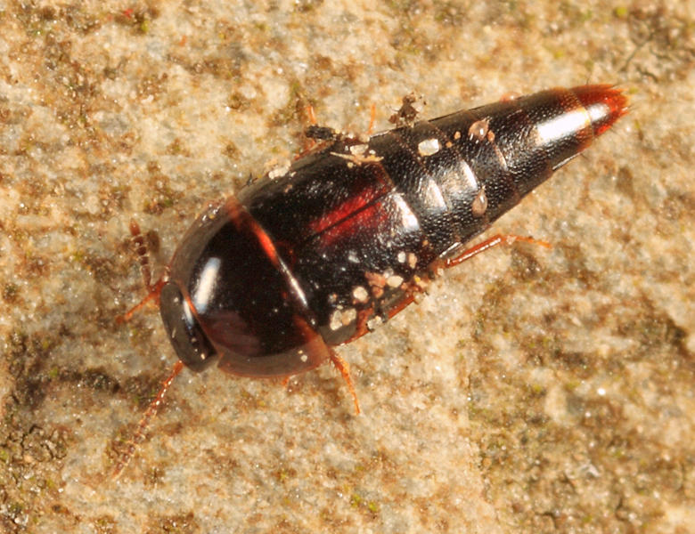 Coproporus ventriculus