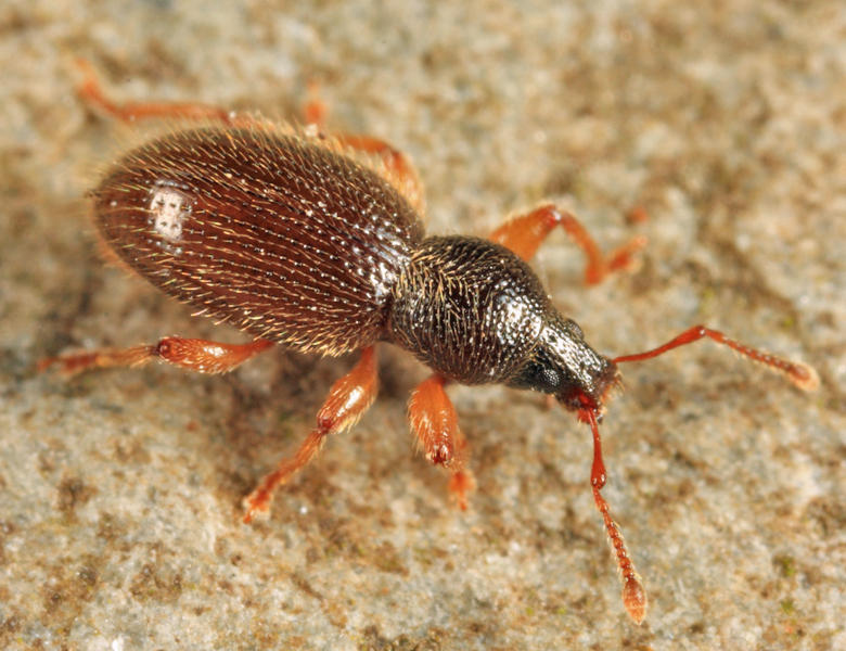 Hairy Spider Weevil - Barypeithes pellucidus