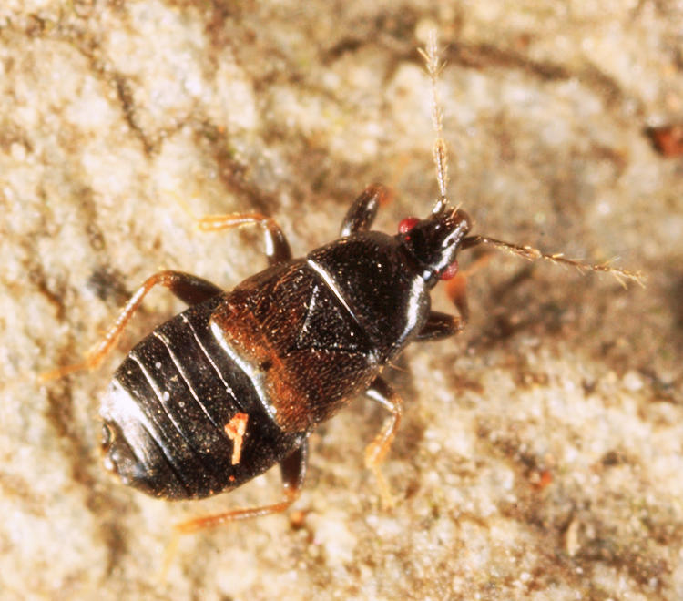 Xylocoris cursitans