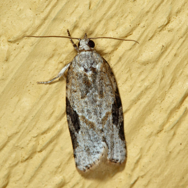 3625 - Gray-banded Leafroller - Argyrotaenia mariana