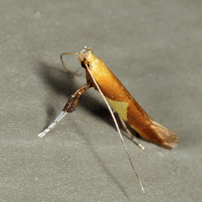 0620 - Caloptilia packardella