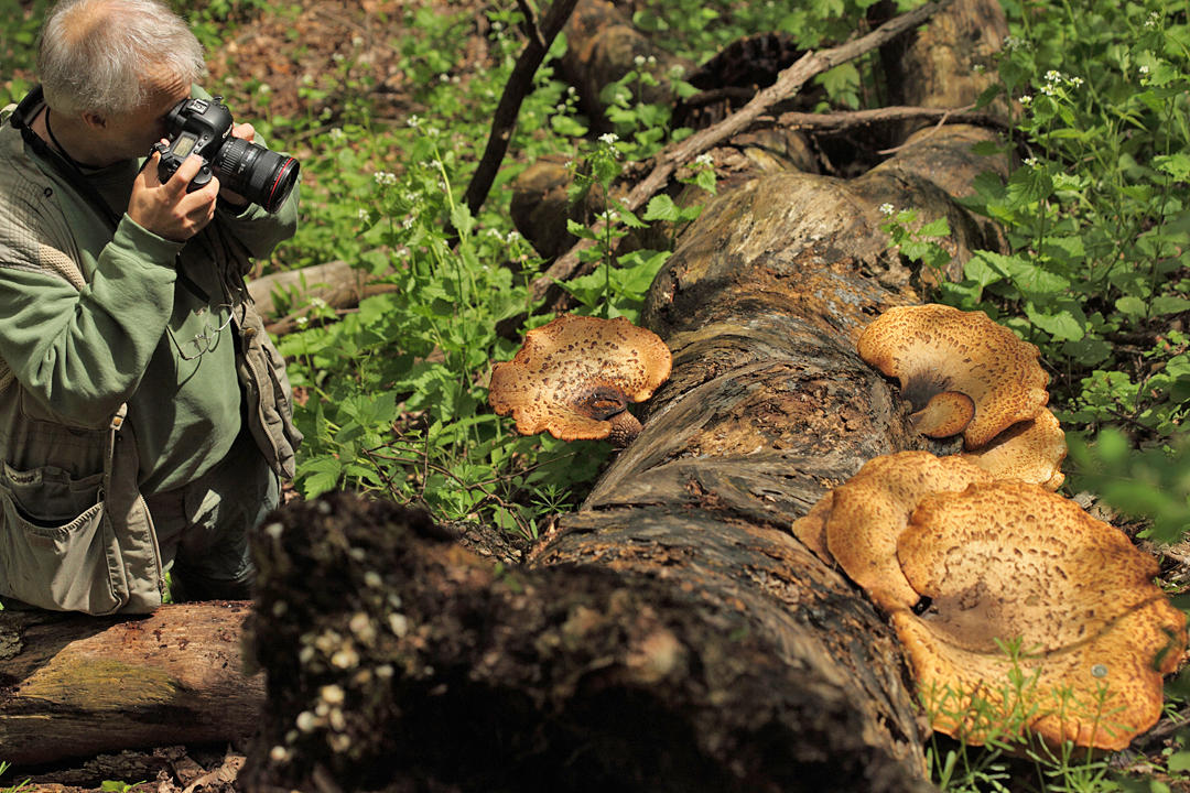 Polyporus squamosus