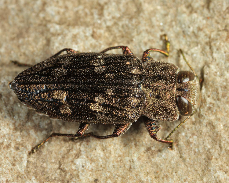 Chrysobothris quadriimpressa 