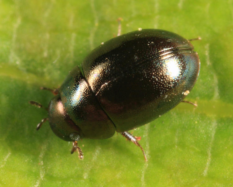 Paracymus sp.