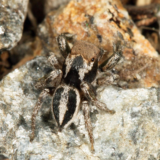 Habronattus calcaratus