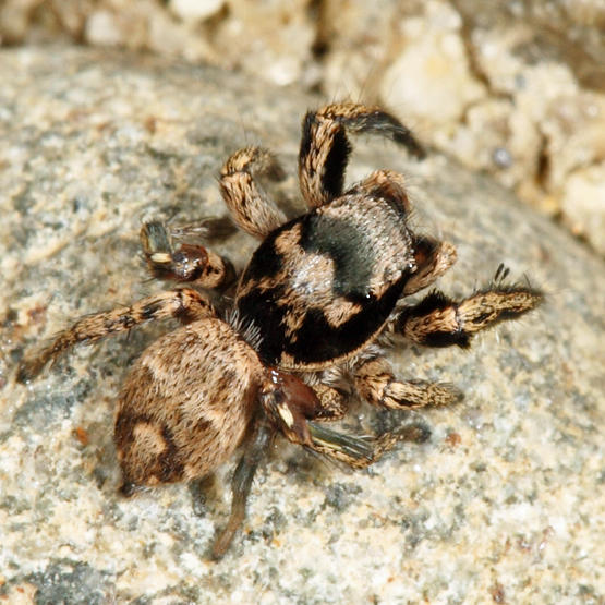 Habronattus coecatus