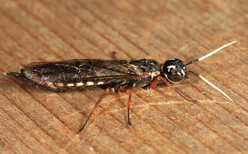 Xiphydria maculata