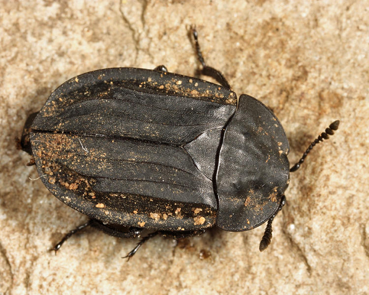 Ridged Carrion Beetle - Oiceoptoma inaequale