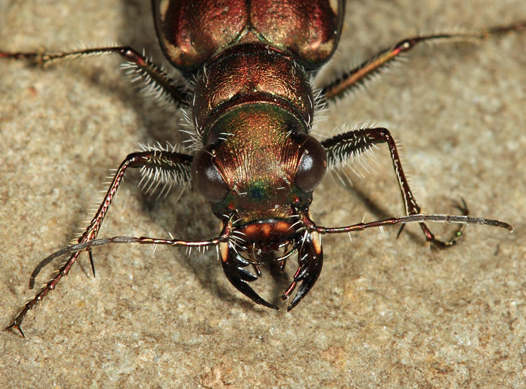 Festive Tiger Beetle - Cicindela scutellaris lecontei
