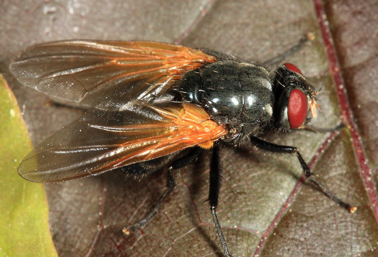 Mesembrina latreillii