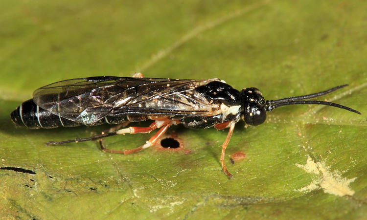 Strongylogaster soriculatipes