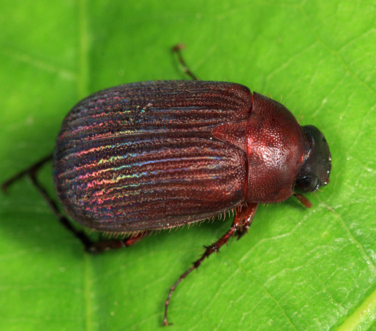 Serica sericea
