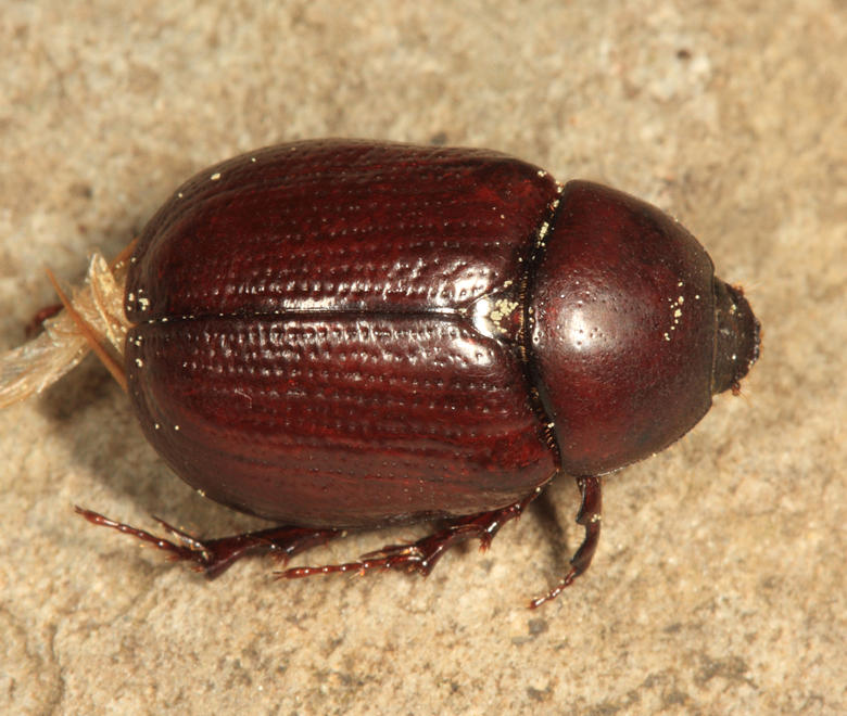 Aphonus castaneus