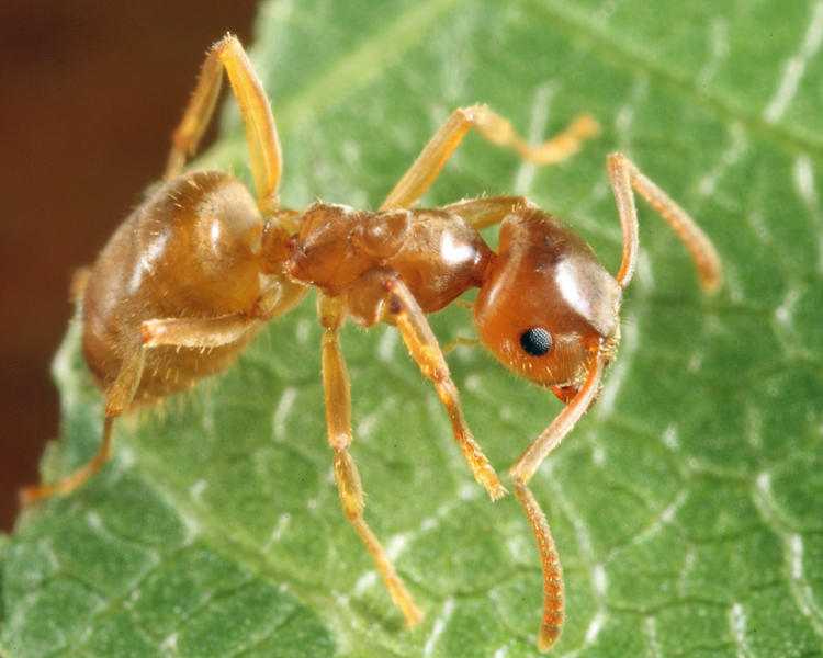 Lasius neoniger