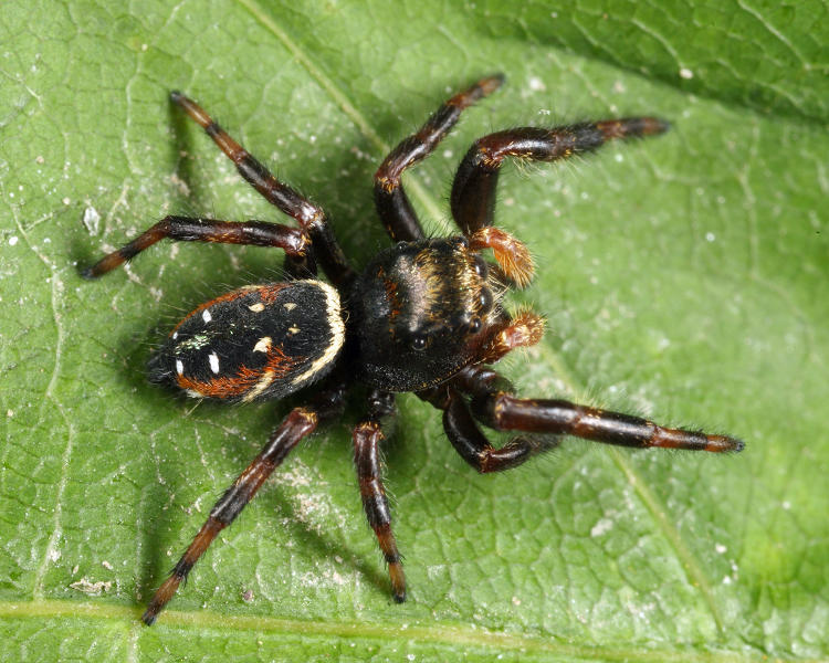 Phidippus clarus