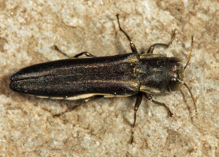 Two-lined Chestnut Borer - Agrilus bilineatus