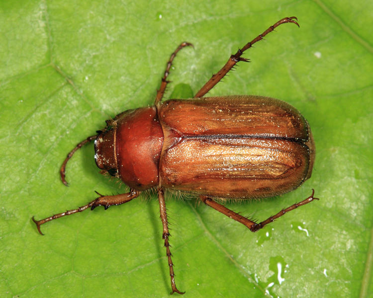 European Chafer - Amphimallon majale