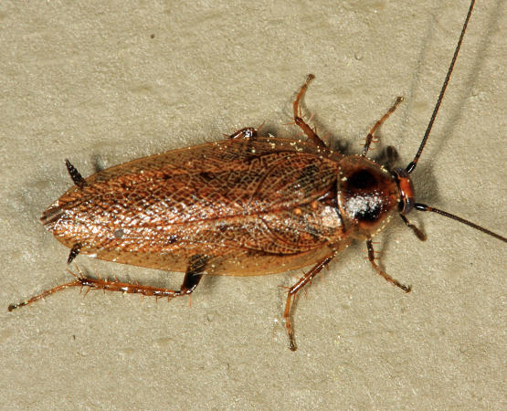 Ectobius lapponicus