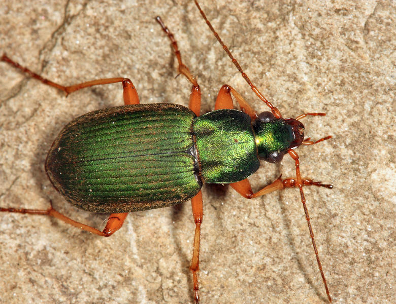 Chlaenius sericeus