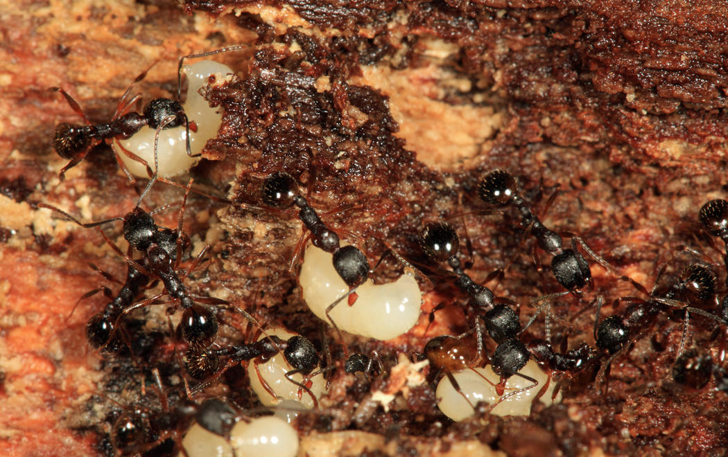 Aphaenogaster picea