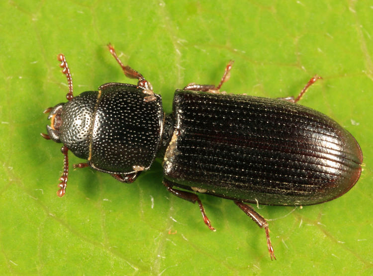 Tenebroides corticalis