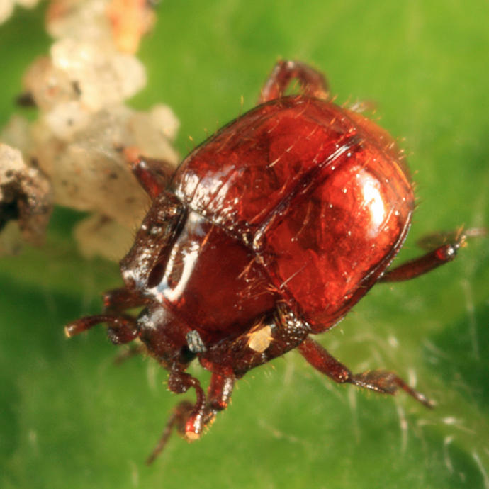 Haeterius brunneipennis