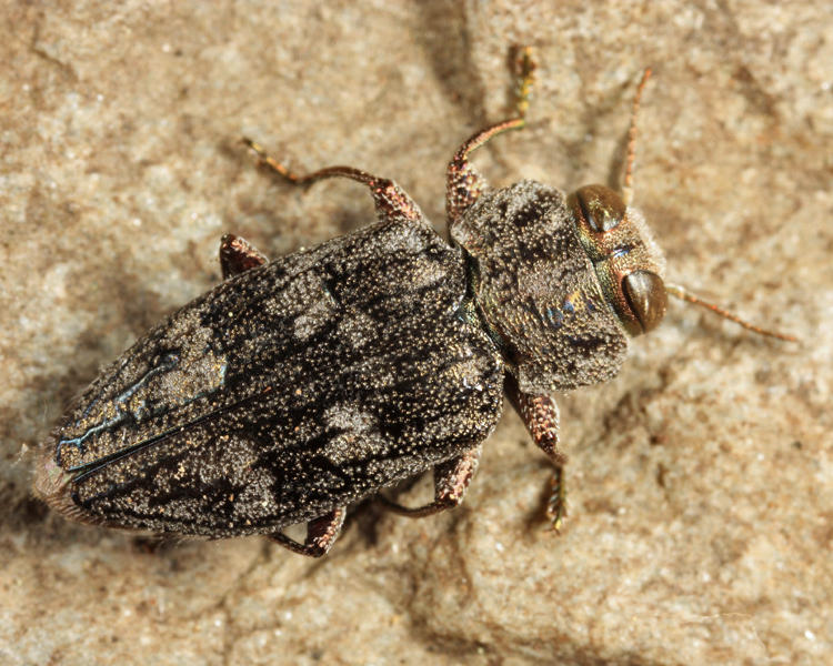 Chrysobothris quadriimpressa 