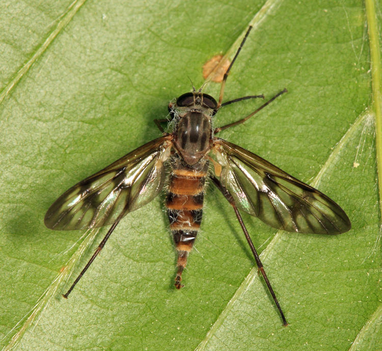 Rhagio mystaceus