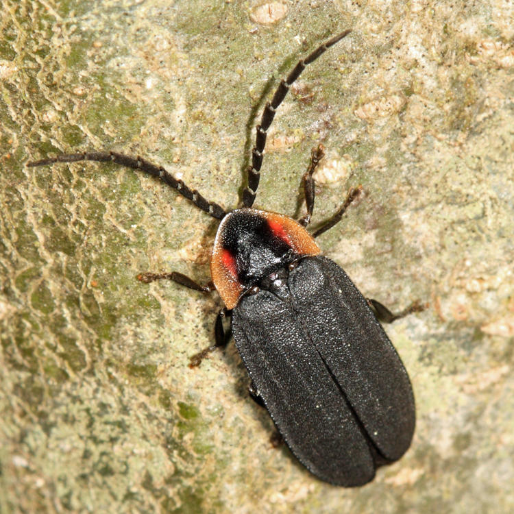 Black Firefly - Lucidota atra