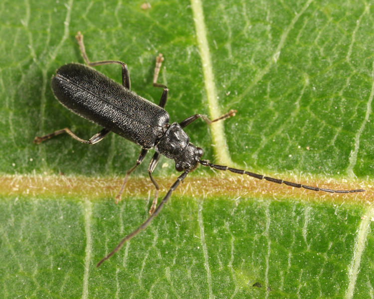 Rhagonycha umbrina
