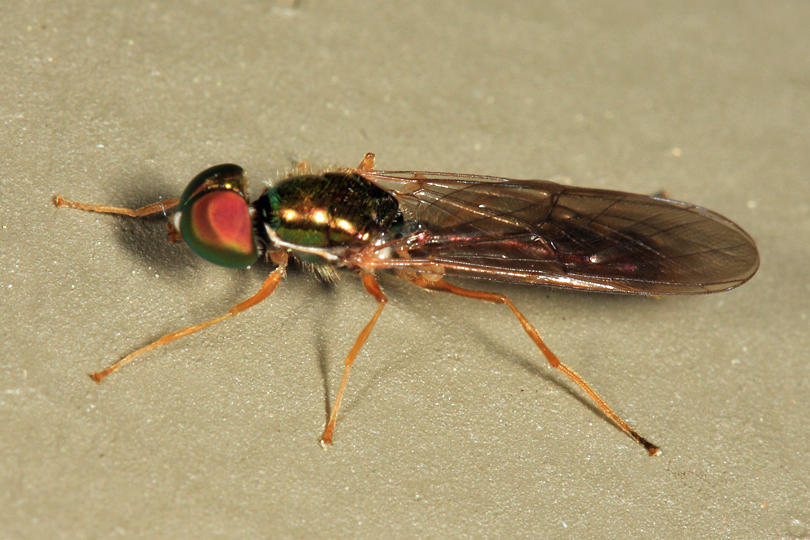 Sargus fasciatus