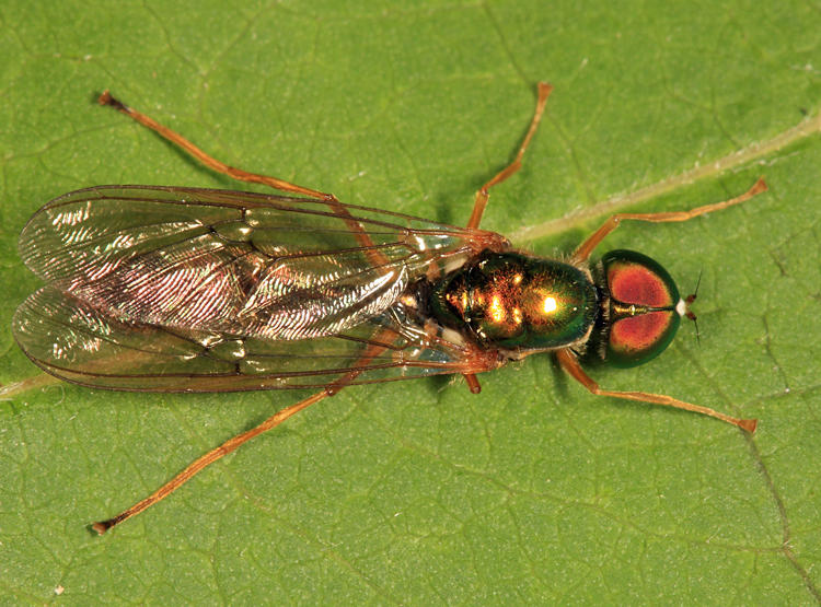 Sargus fasciatus 